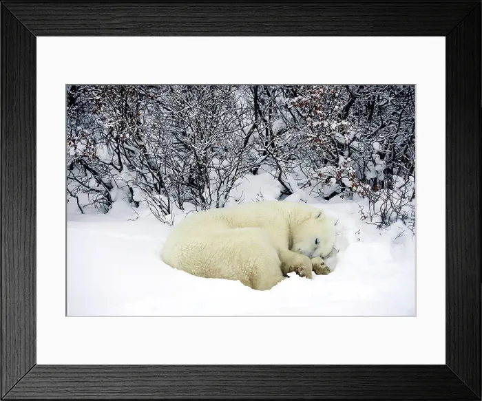 Framed Print : Polar bear (Ursus maritimus) Resting in snow along Hudson Bay coastline, Churchill, Manitoba, Canada Framed Print : Polar bear (Ursus maritimus) Resting in snow along Hudson Bay coastline, Churchill, Manitoba, Canada