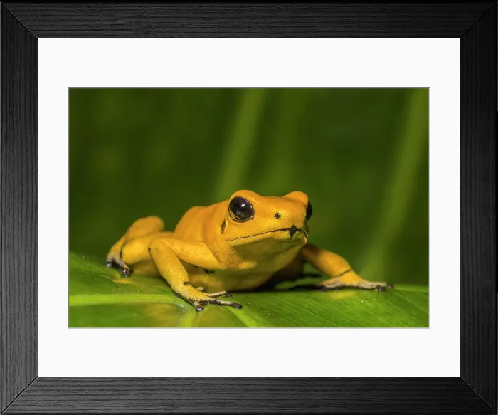 Framed Print : Golden Poison Frog (Phyllobates terribilis) - captive bred Framed Print : Golden Poison Frog (Phyllobates terribilis) - captive bred