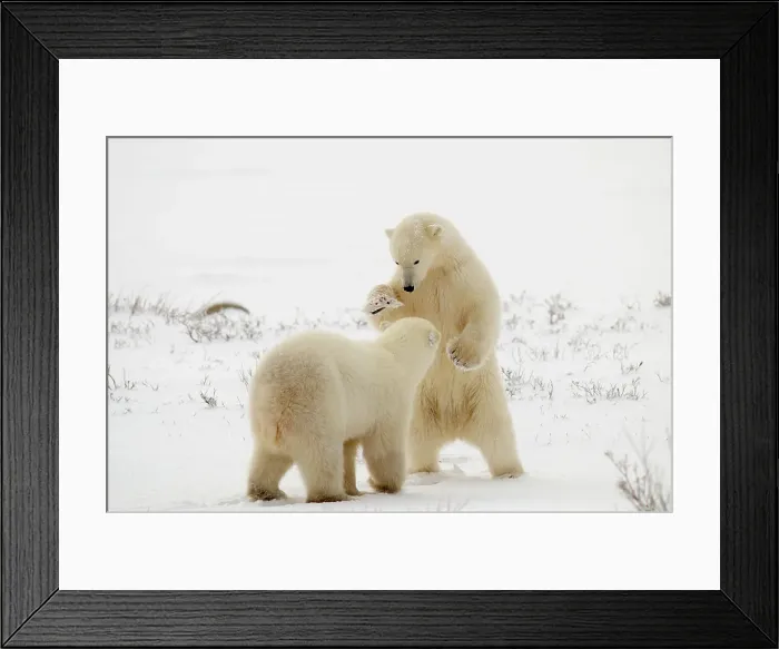 Framed Print : Polar bear (Ursus maritimus) Pair sparring / playfighting, Churchill, Manitoba, Canada Framed Print : Polar bear (Ursus maritimus) Pair sparring / playfighting, Churchill, Manitoba, Canada