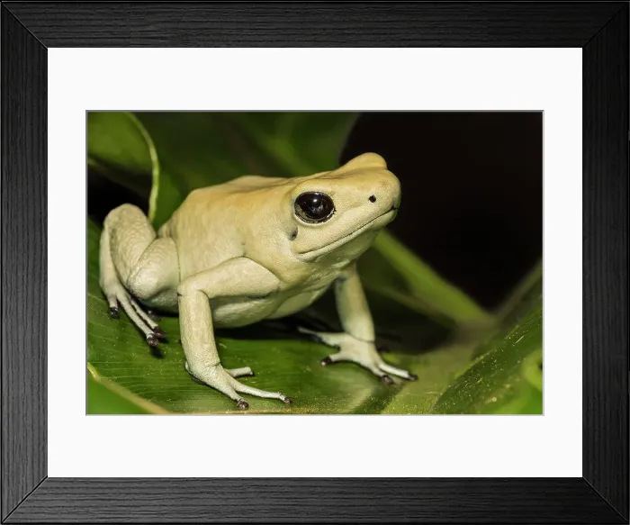 Framed Print : Golden Poison Frog (Phyllobates terribilis) mint pahse - captive bred Framed Print : Golden Poison Frog (Phyllobates terribilis) mint pahse - captive bred