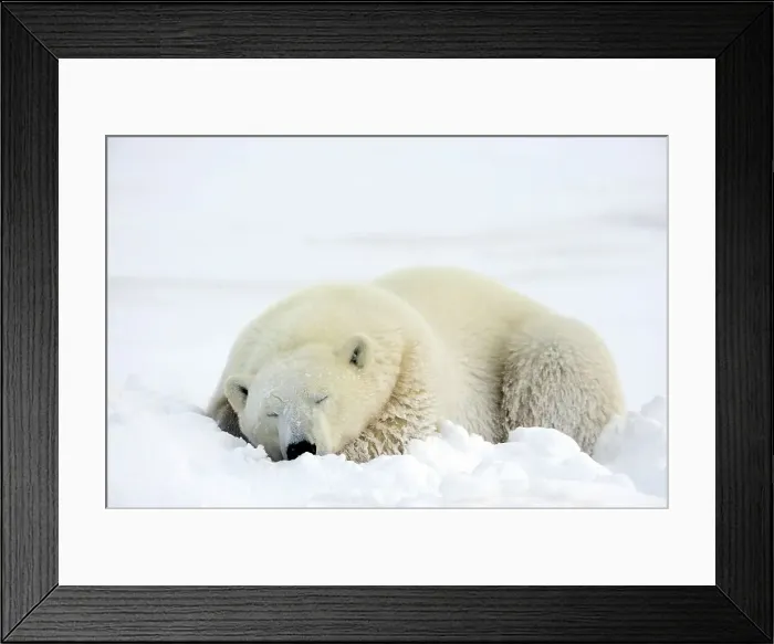 Framed Print : Polar bear (Ursus maritimus) Resting in snow along Hudson Bay coastline, Churchill, Manitoba, Canada Framed Print : Polar bear (Ursus maritimus) Resting in snow along Hudson Bay coastline, Churchill, Manitoba, Canada