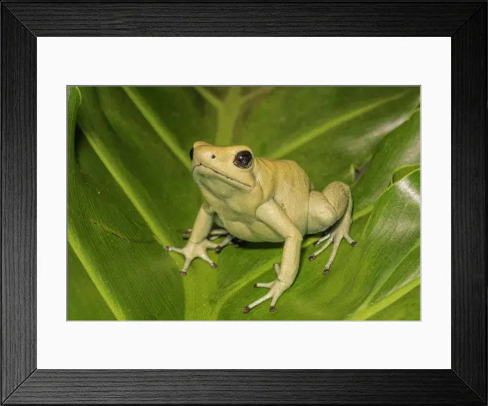 Framed Print : Golden Poison Frog (Phyllobates terribilis) mint pahse - captive bred Framed Print : Golden Poison Frog (Phyllobates terribilis) mint pahse - captive bred