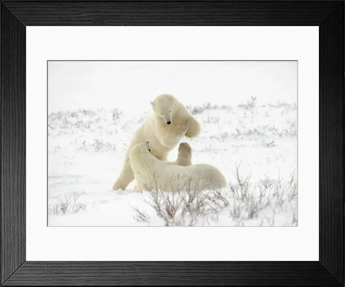 Framed Print : Polar bear (Ursus maritimus) Pair sparring / playfighting, Churchill, Manitoba, Canada Framed Print : Polar bear (Ursus maritimus) Pair sparring / playfighting, Churchill, Manitoba, Canada