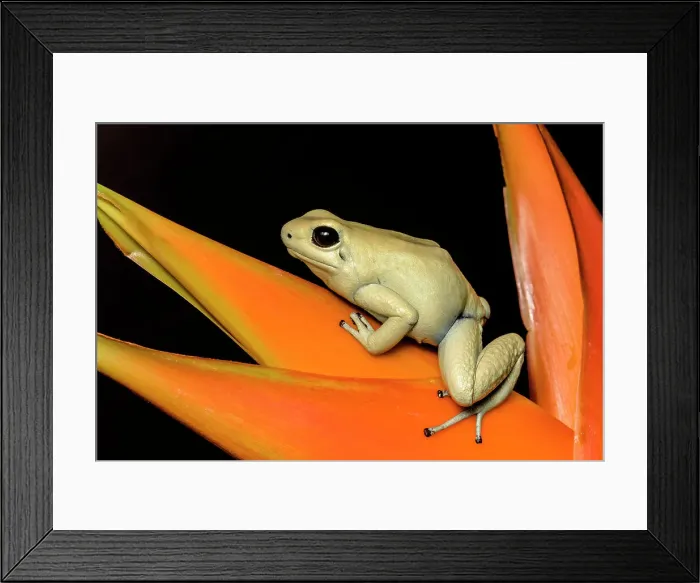 Framed Print : Golden Poison Frog (Phyllobates terribilis) mint pahse - captive bred Framed Print : Golden Poison Frog (Phyllobates terribilis) mint pahse - captive bred