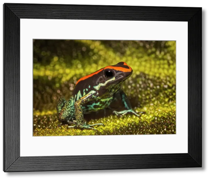 Framed Print : Golfodulcean Poison-arrow Frog (Phyllobates vittatus) - captive bred