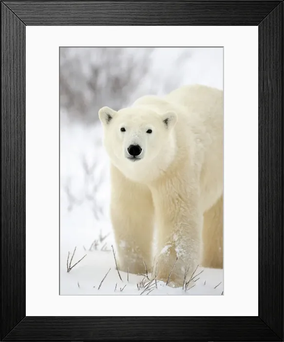 Framed Print : Polar bear (Ursus maritimus) walking along Hudson Bay coastline, Churchill, Manitoba, Canada Framed Print : Polar bear (Ursus maritimus) walking along Hudson Bay coastline, Churchill, Manitoba, Canada