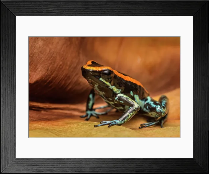 Framed Print : Golfodulcean Poison-arrow Frog (Phyllobates vittatus) - captive bred Framed Print : Golfodulcean Poison-arrow Frog (Phyllobates vittatus) - captive bred