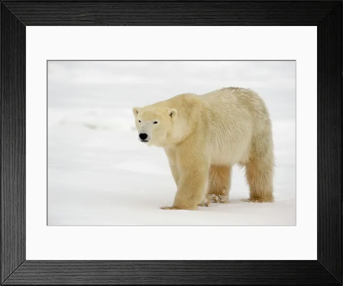 Framed Print : Polar bear (Ursus maritimus) walking along Hudson Bay coastline, Churchill, Manitoba, Canada Framed Print : Polar bear (Ursus maritimus) walking along Hudson Bay coastline, Churchill, Manitoba, Canada