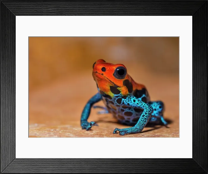 Framed Print : Ranitomeya amazonica Arena Blanca rare color phase - captive bred Framed Print : Ranitomeya amazonica Arena Blanca rare color phase - captive bred
