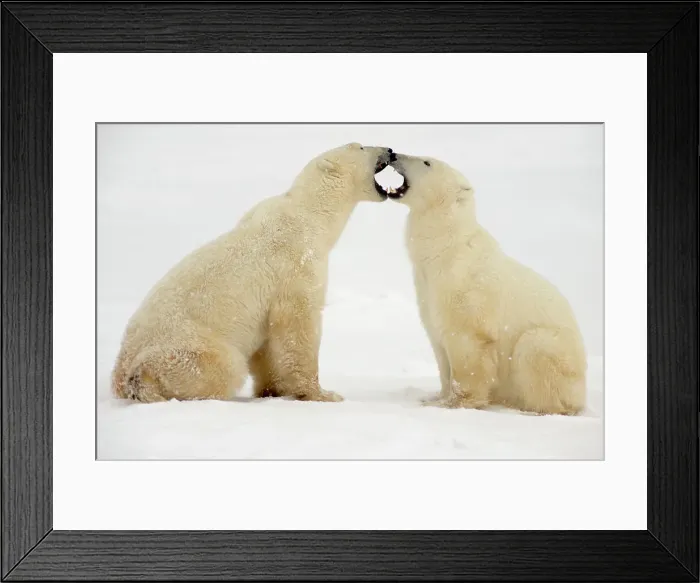 Framed Print : Polar bear (Ursus maritimus) Pair sparring / playfighting, Churchill, Manitoba, Canada Framed Print : Polar bear (Ursus maritimus) Pair sparring / playfighting, Churchill, Manitoba, Canada