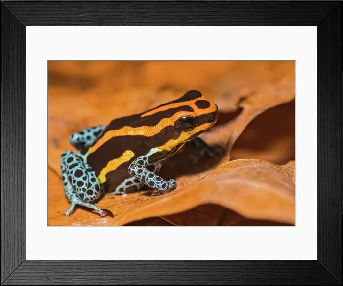 Framed Print : Amazonian Poison Dart Frog (Ranitomeya amazonica) - captive bred Framed Print : Amazonian Poison Dart Frog (Ranitomeya amazonica) - captive bred