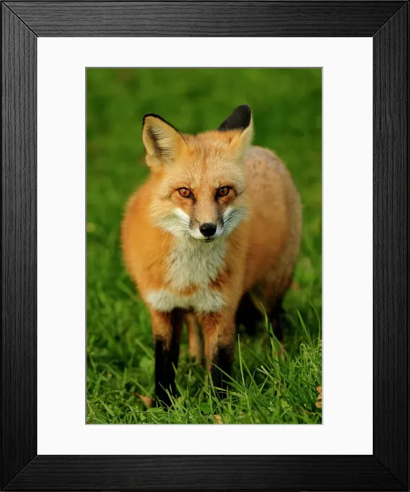 Framed Print : Red fox (Vulpes vulpes) Tame cottage visitor in autumn, Wanup, Ontario, Canada Framed Print : Red fox (Vulpes vulpes) Tame cottage visitor in autumn, Wanup, Ontario, Canada