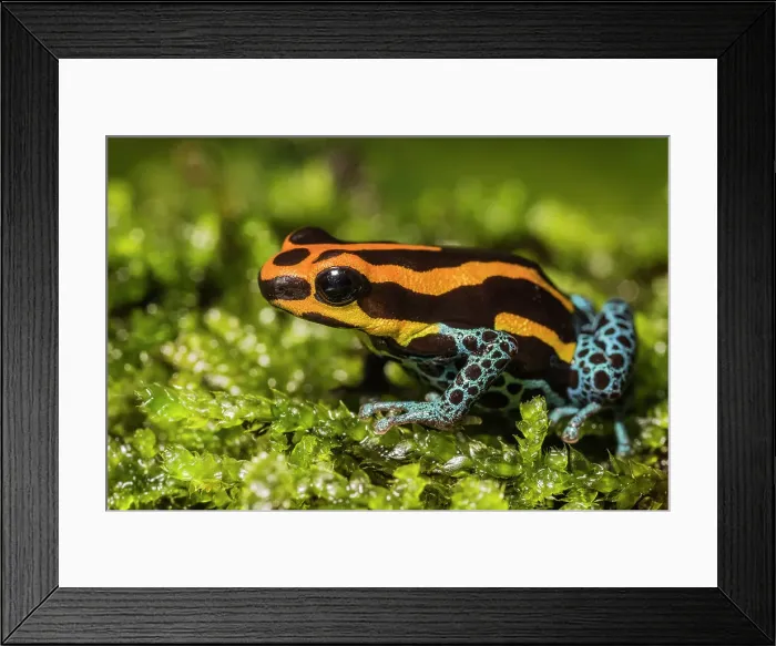 Framed Print : Amazonian Poison Dart Frog (Ranitomeya amazonica) - captive bred Framed Print : Amazonian Poison Dart Frog (Ranitomeya amazonica) - captive bred