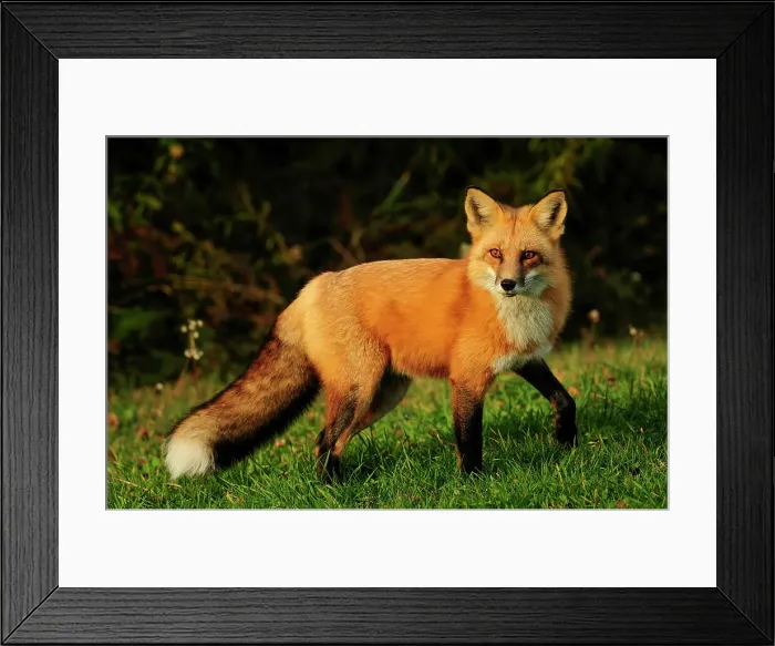 Framed Print : Red fox (Vulpes vulpes) Tame cottage visitor in autumn, Wanup, Ontario, Canada Framed Print : Red fox (Vulpes vulpes) Tame cottage visitor in autumn, Wanup, Ontario, Canada