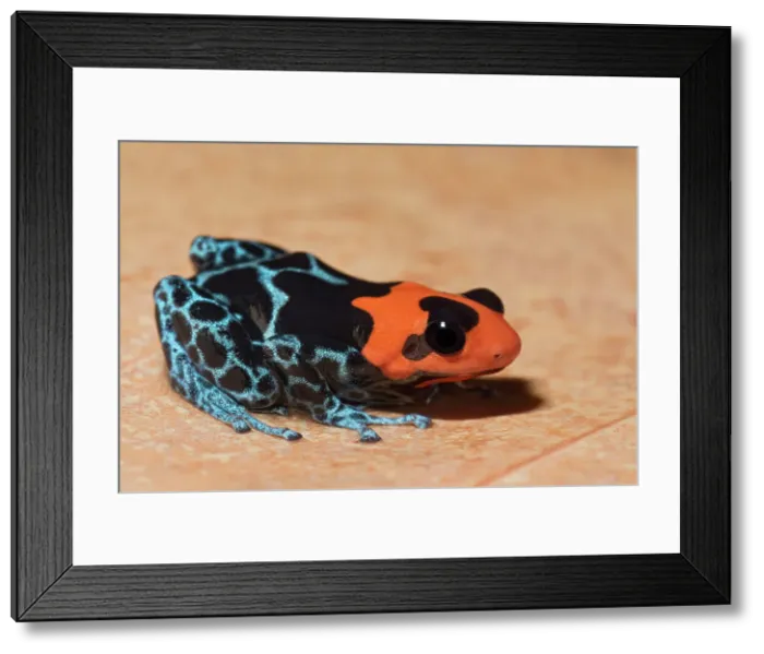 Framed Print : Blessed Poison Frog (Ranitomeya bendicta) - captive bred Framed Print : Blessed Poison Frog (Ranitomeya bendicta) - captive bred