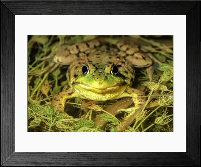 Framed Print : Green Frog (Lithobates clamitans), formerly Rana clamitans, in vernal pond at night near Thornton, Ontario, Canada Framed Print : Green Frog (Lithobates clamitans), formerly Rana clamitans, in vernal pond at night near Thornton, Ontario, Canada
