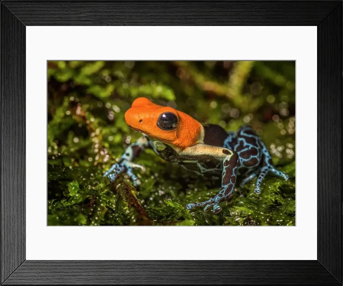 Framed Print : Red Headed Poison Dart Frog (Ranitomeya fantastica) - captive bred Framed Print : Red Headed Poison Dart Frog (Ranitomeya fantastica) - captive bred