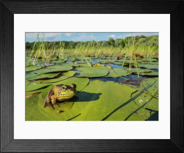 Framed Print : Green Frog (Lithobates clamitans), formerly Rana clamitans, in wetland habitat on Horseshoe Lake, Muskoka, Ontario, Canada Framed Print : Green Frog (Lithobates clamitans), formerly Rana clamitans, in wetland habitat on Horseshoe Lake, Muskoka, Ontario, Canada