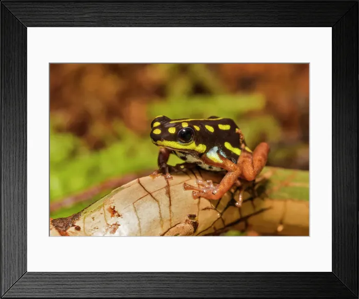 Framed Print : Ranitomeya flavovittata (currently no common name available) - captive bred specimen endemic to Eastern Peru Framed Print : Ranitomeya flavovittata (currently no common name available) - captive bred specimen endemic to Eastern Peru