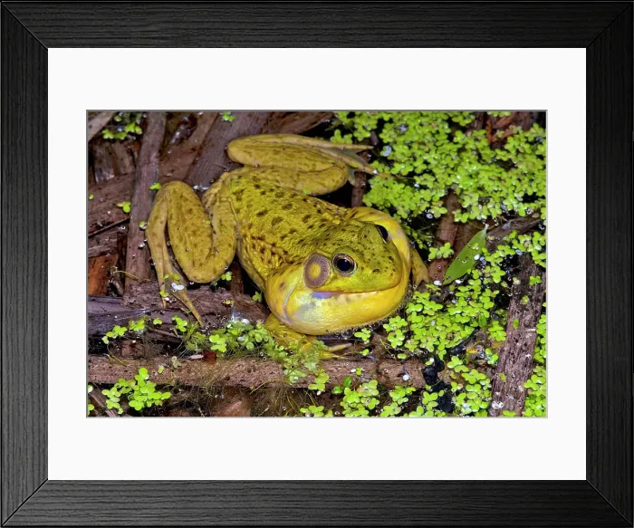 Framed Print : Green Frog (Lithobates clamitans), formerly Rana clamitans, with vocal sac inflated while chorusing in vernal pond at night near Thornton, Ontario, Canada Framed Print : Green Frog (Lithobates clamitans), formerly Rana clamitans, with vocal sac inflated while chorusing in vernal pond at night near Thornton, Ontario, Canada