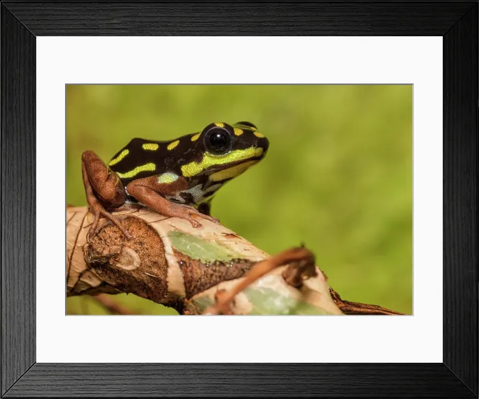 Framed Print : Ranitomeya flavovittata (currently no common name available) - captive bred specimen endemic to Eastern Peru