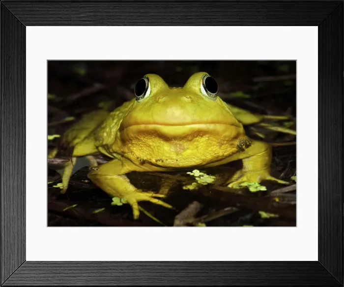 Framed Print : Green Frog (Lithobates clamitans), formerly Rana clamitans, in vernal pond at night near Thornton, Ontario, Canada Framed Print : Green Frog (Lithobates clamitans), formerly Rana clamitans, in vernal pond at night near Thornton, Ontario, Canada