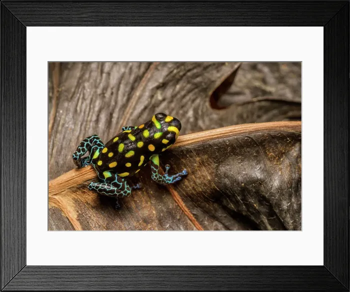 Framed Print : Brazilian Poison Frog, also known as the Spotted Poison Frog (Ranitomeya vanzolinii) - captive bred Framed Print : Brazilian Poison Frog, also known as the Spotted Poison Frog (Ranitomeya vanzolinii) - captive bred