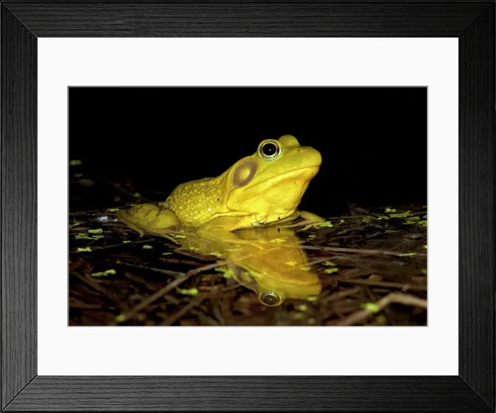 Framed Print : Green Frog (Lithobates clamitans), formerly Rana clamitans, in vernal pond at night near Thornton, Ontario, Canada Framed Print : Green Frog (Lithobates clamitans), formerly Rana clamitans, in vernal pond at night near Thornton, Ontario, Canada