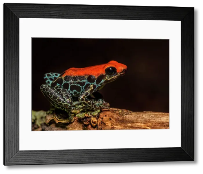 Framed Print : Red-backed Poison Frog (Ranitomeya reticulata) - captive bred