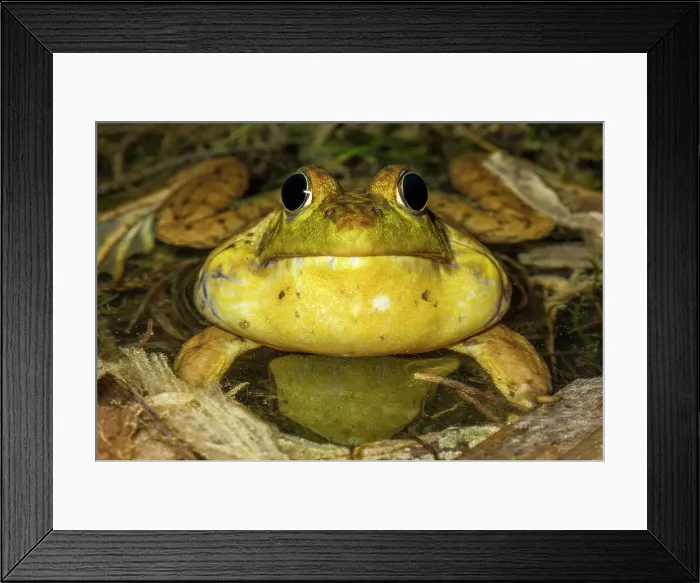 Framed Print : Green Frog (Lithobates clamitans), formerly Rana clamitans, with vocal sac inflated while chorusing in vernal pond at night near Thornton, Ontario, Canada Framed Print : Green Frog (Lithobates clamitans), formerly Rana clamitans, with vocal sac inflated while chorusing in vernal pond at night near Thornton, Ontario, Canada