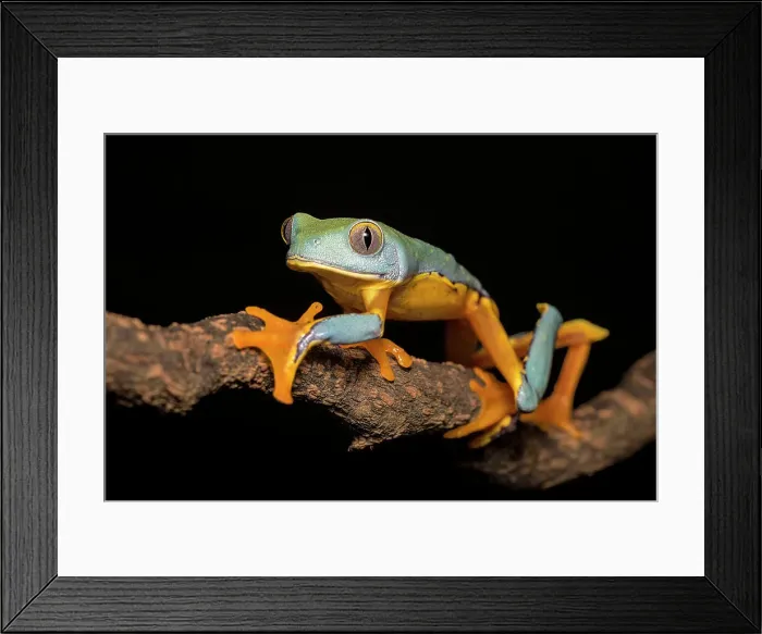 Framed Print : Splendid Leaf Frog (Cruziohyla craspedopus) - captive bred Framed Print : Splendid Leaf Frog (Cruziohyla craspedopus) - captive bred