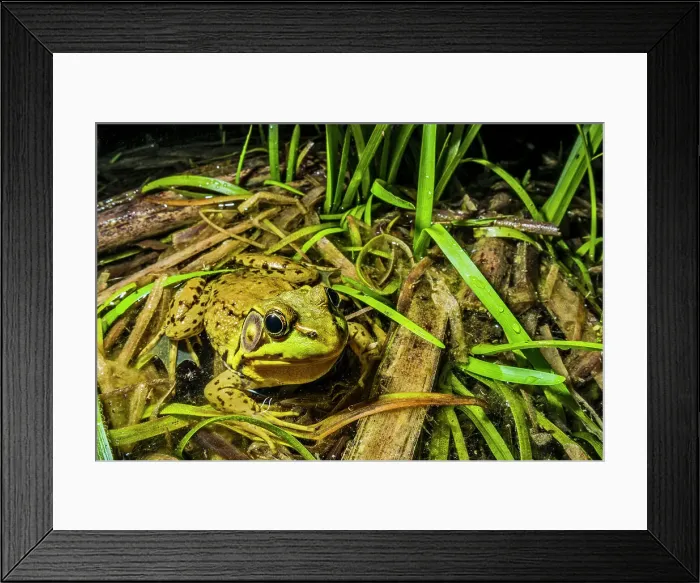 Framed Print : Green Frog (Lithobates clamitans), formerly Rana clamitans, in vernal pond at night near Thornton, Ontario, Canada Framed Print : Green Frog (Lithobates clamitans), formerly Rana clamitans, in vernal pond at night near Thornton, Ontario, Canada