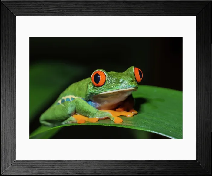 Framed Print : Red-eyed Tree Frog (Agalychnis callidryas) - captive bred Framed Print : Red-eyed Tree Frog (Agalychnis callidryas) - captive bred