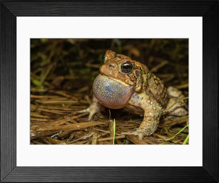 Framed Print : American toad (Anaxyrus americanus) in vernal pond at night during the spring breeding season, Thornton, Ontario, Canada Framed Print : American toad (Anaxyrus americanus) in vernal pond at night during the spring breeding season, Thornton, Ontario, Canada