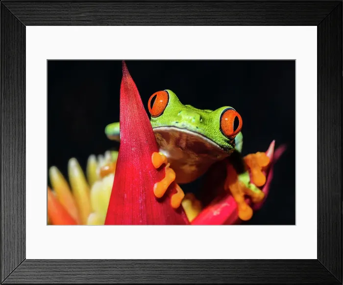 Framed Print : Red-eyed Tree Frog (Agalychnis callidryas) - captive bred Framed Print : Red-eyed Tree Frog (Agalychnis callidryas) - captive bred