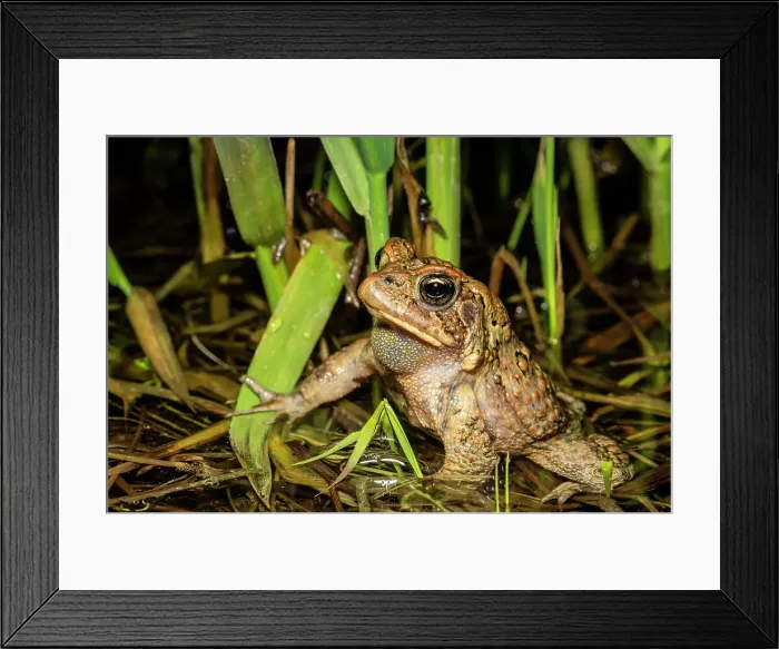 Framed Print : American toad (Anaxyrus americanus) in vernal pond at night during the spring breeding season, Thornton, Ontario, Canada Framed Print : American toad (Anaxyrus americanus) in vernal pond at night during the spring breeding season, Thornton, Ontario, Canada