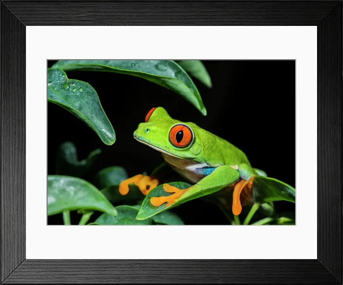 Framed Print : Red-eyed Tree Frog (Agalychnis callidryas) - captive bred Framed Print : Red-eyed Tree Frog (Agalychnis callidryas) - captive bred