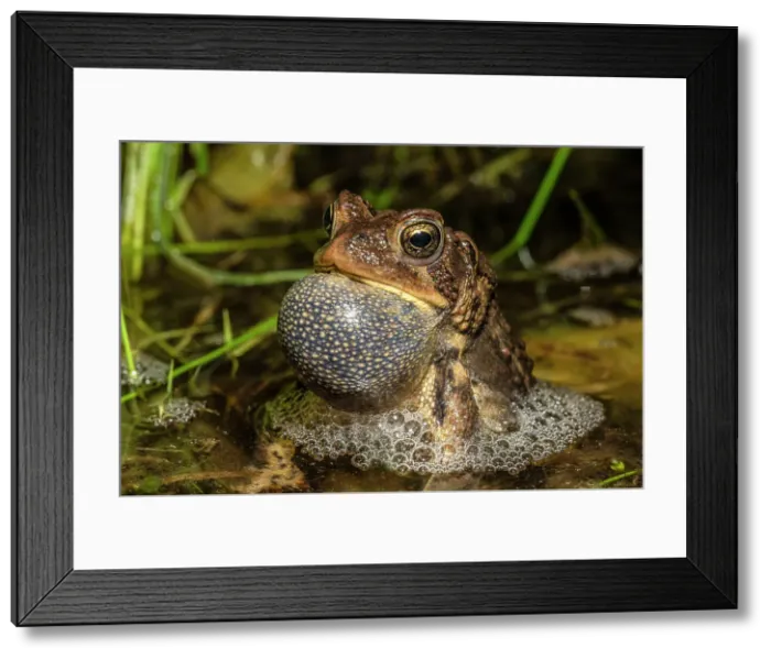 Framed Print : American toad (Anaxyrus americanus) male with vocal sac fully inflated while singing in vernal pond at night during the spring breeding season, Thornton, Ontario, Canada Framed Print : American toad (Anaxyrus americanus) male with vocal sac fully inflated while singing in vernal pond at night during the spring breeding season, Thornton, Ontario, Canada