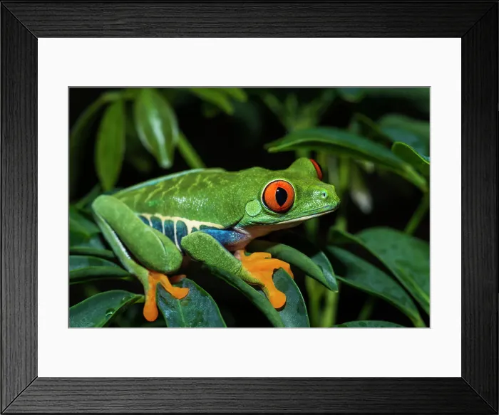 Framed Print : Red-eyed Tree Frog (Agalychnis callidryas) - captive bred Framed Print : Red-eyed Tree Frog (Agalychnis callidryas) - captive bred