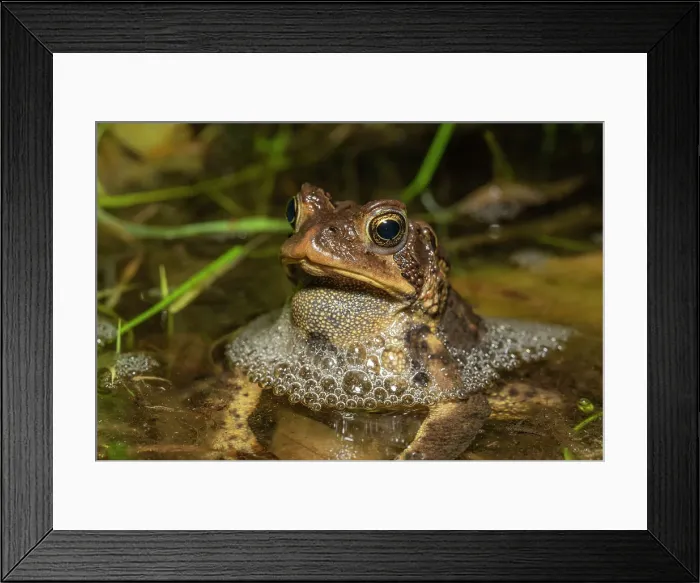 Framed Print : American toad (Anaxyrus americanus) in vernal pond at night during the spring breeding season, Thornton, Ontario, Canada Framed Print : American toad (Anaxyrus americanus) in vernal pond at night during the spring breeding season, Thornton, Ontario, Canada
