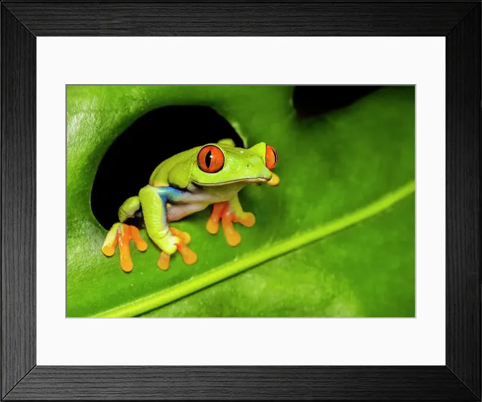 Framed Print : Red-eyed Tree Frog (Agalychnis callidryas) - captive bred