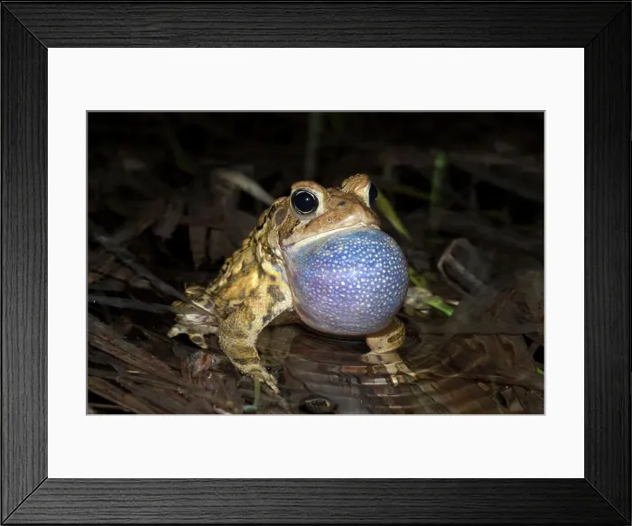 Framed Print : American toad (Anaxyrus americanus) male with vocal sac fully inflated while singing in vernal pond at night during the spring breeding season, Thornton, Ontario, Canada Framed Print : American toad (Anaxyrus americanus) male with vocal sac fully inflated while singing in vernal pond at night during the spring breeding season, Thornton, Ontario, Canada