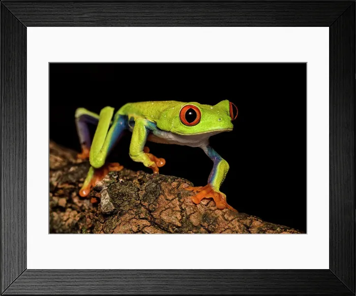 Framed Print : Red-eyed Tree Frog (Agalychnis callidryas) - captive bred Framed Print : Red-eyed Tree Frog (Agalychnis callidryas) - captive bred