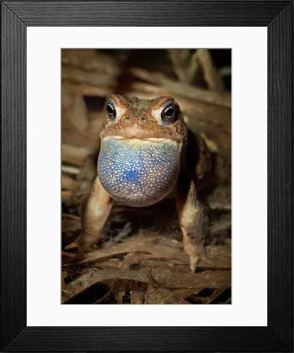 Framed Print : American toad (Anaxyrus americanus) male with vocal sac fully inflated while singing in vernal pond at night during the spring breeding season, Thornton, Ontario, Canada Framed Print : American toad (Anaxyrus americanus) male with vocal sac fully inflated while singing in vernal pond at night during the spring breeding season, Thornton, Ontario, Canada