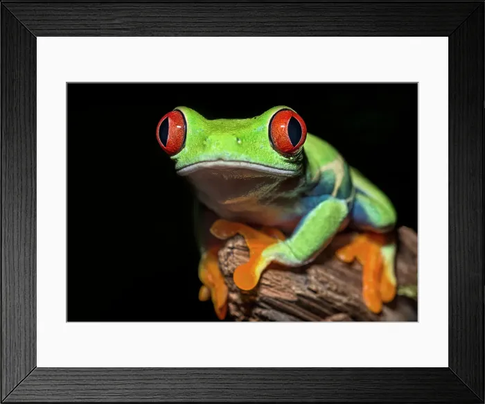 Framed Print : Red-eyed Tree Frog (Agalychnis callidryas) - captive bred