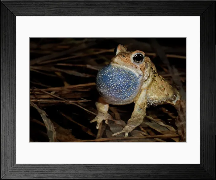 Framed Print : American toad (Anaxyrus americanus) male with vocal sac fully inflated while singing in vernal pond at night during the spring breeding season, Thornton, Ontario, Canada