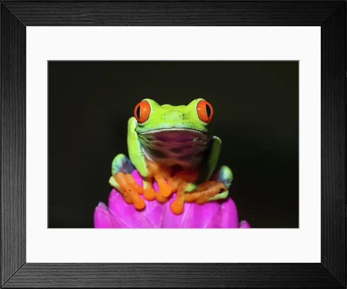Framed Print : Red-eyed Tree Frog (Agalychnis callidryas) - captive bred