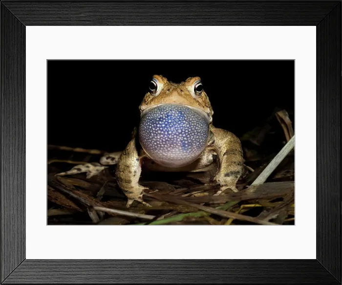 Framed Print : American toad (Anaxyrus americanus) male with vocal sac fully inflated while singing in vernal pond at night during the spring breeding season, Thornton, Ontario, Canada Framed Print : American toad (Anaxyrus americanus) male with vocal sac fully inflated while singing in vernal pond at night during the spring breeding season, Thornton, Ontario, Canada