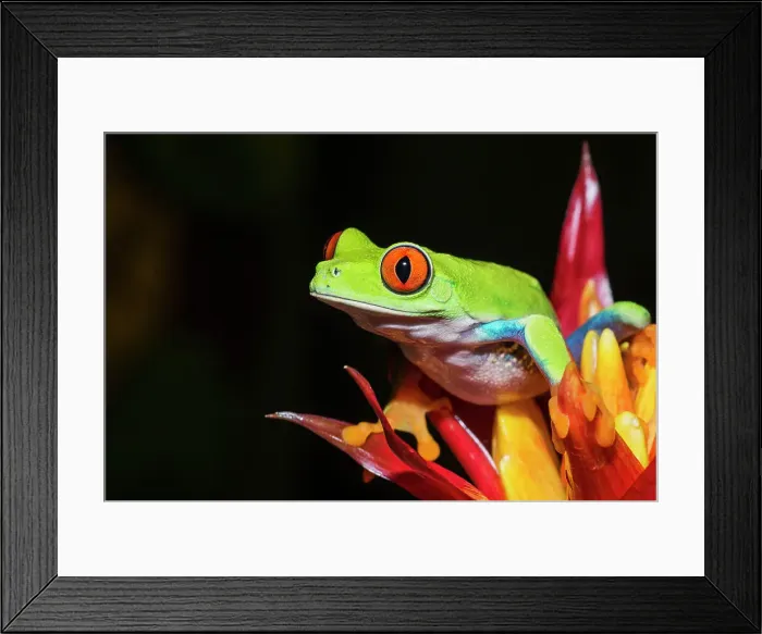 Framed Print : Red-eyed Tree Frog (Agalychnis callidryas) - captive bred Framed Print : Red-eyed Tree Frog (Agalychnis callidryas) - captive bred