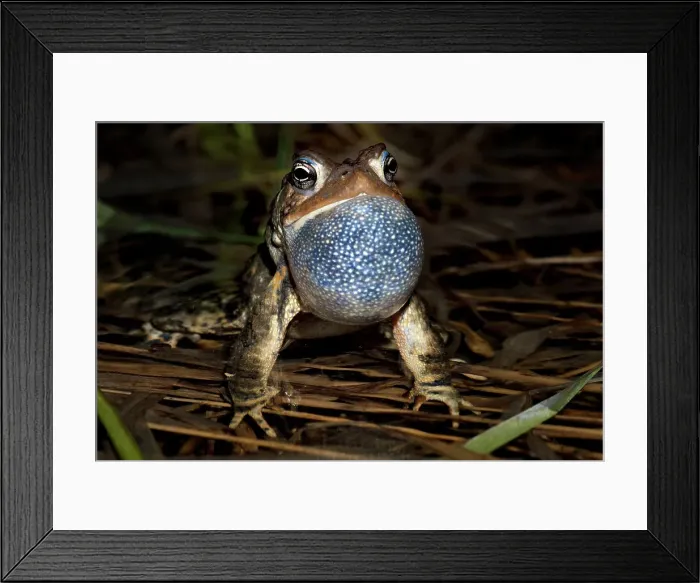 Framed Print : American toad (Anaxyrus americanus) male with vocal sac fully inflated while singing in vernal pond at night during the spring breeding season, Thornton, Ontario, Canada